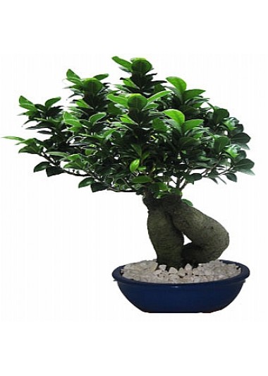 Bonsai