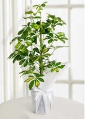 Schefflera Canlı Saksı Bitkisi