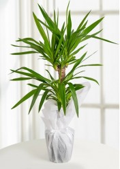 Yucca Tropik Canlı Saksı Bitkisi